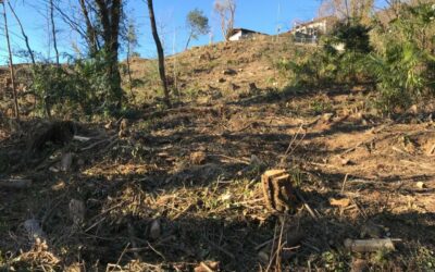 COMUNICATO STAMPA – Salviamo il bosco di Vacallo!