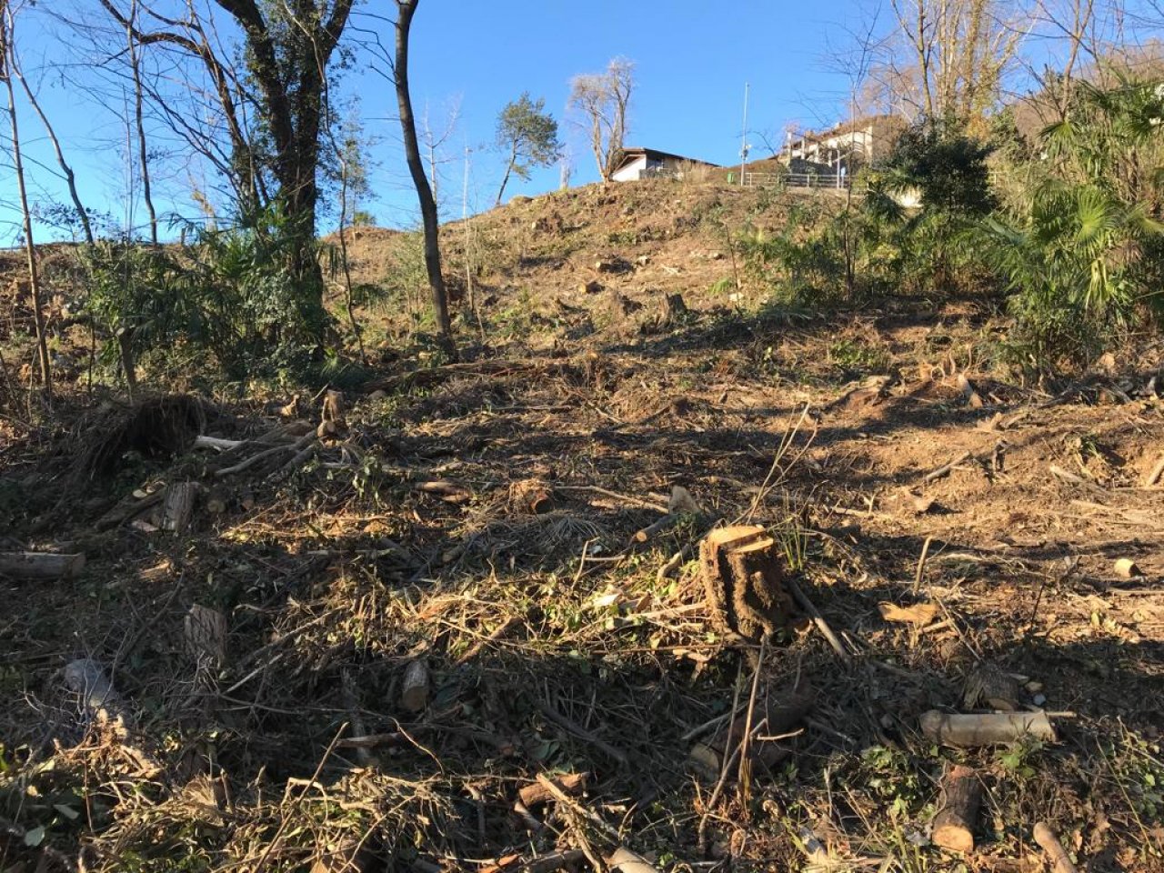 COMUNICATO STAMPA – Salviamo il bosco di Vacallo!