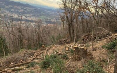 INTERROGAZIONE: Bosco martoriato…non solo dal maltempo
