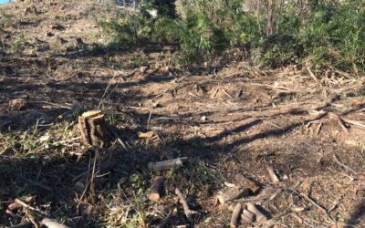 INTERPELLANZA: su risposta a interrogazione bosco